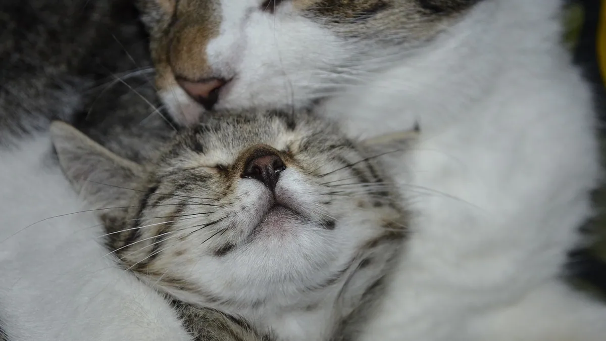 How Do Cats Bond? Forming Strong Bonds With Owners and Pets