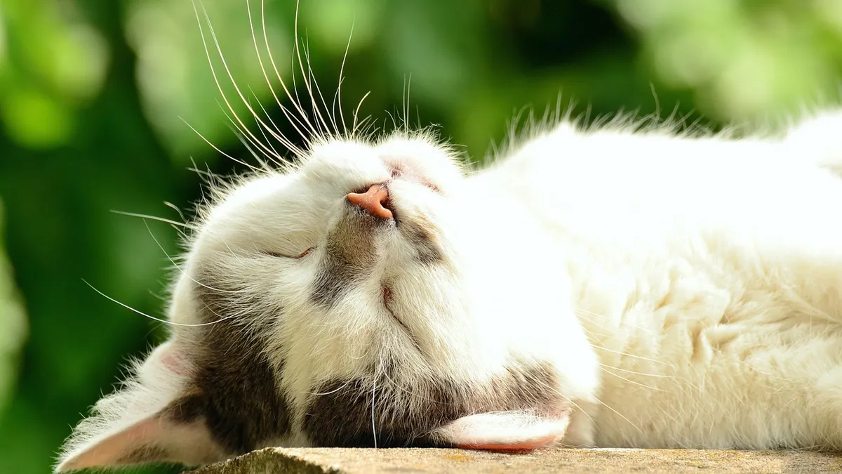 How Do Cats Breathe? Normal Rates and Warning Signs