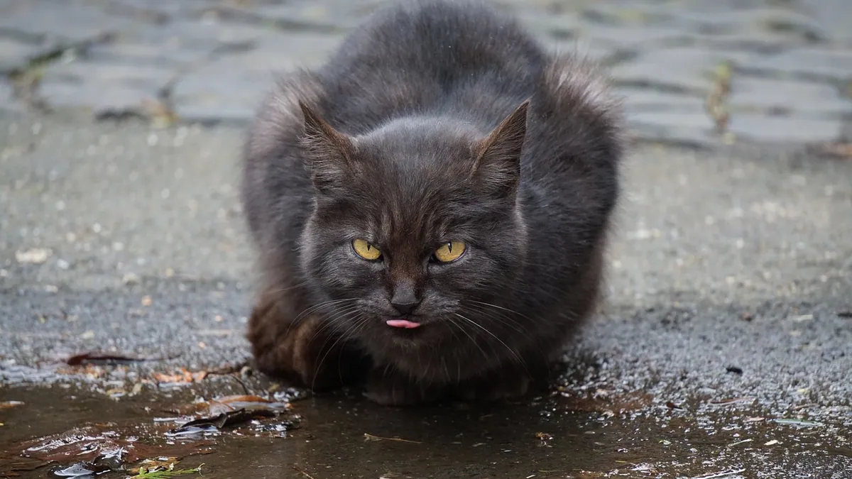How Do Cats Get Giardia? Causes and Prevention