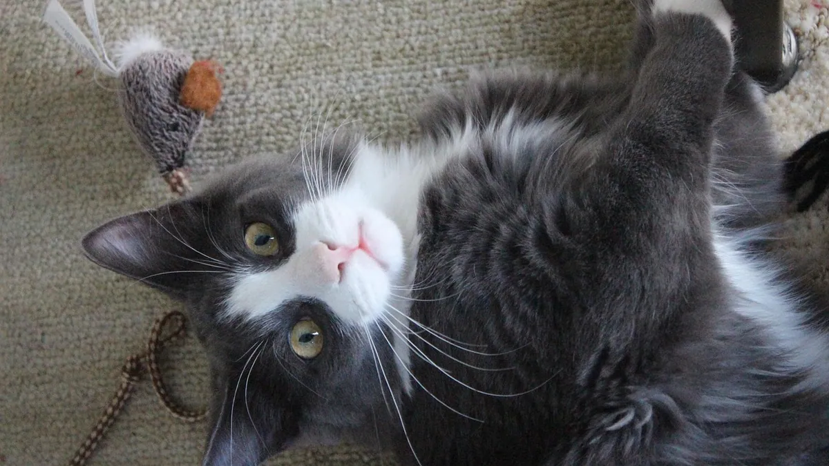 How Do Cats Play? Reading Feline Play Behavior