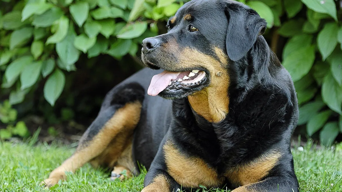 How Do Dogs Breathe? Normal Rates and Warning Signs