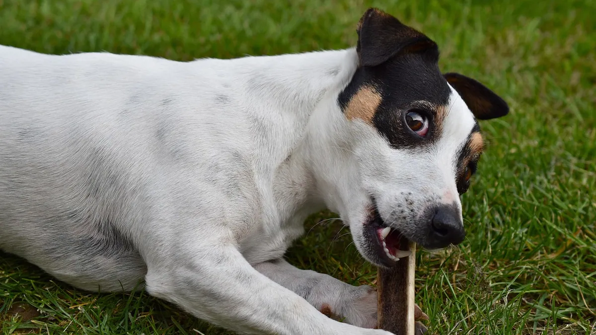 How Do Dogs Eat? Speed, Bones, and Normal Habits