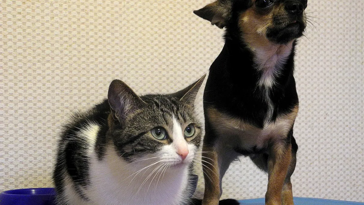 How Do Dogs and Cats View Each Other? A Guide to Peace