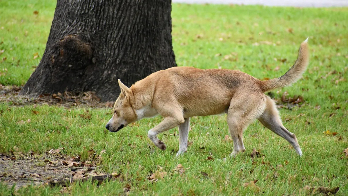 How Do Dogs Decide Where to Poop? Scent and Routine
