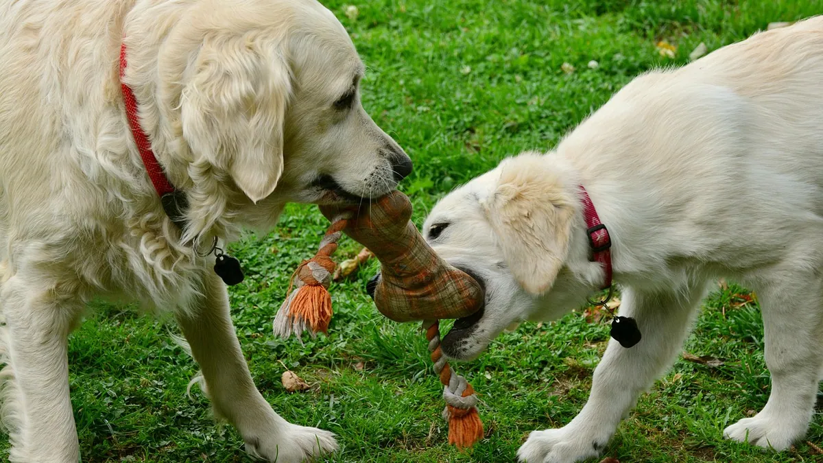 How Do Dogs Communicate With Each Other?