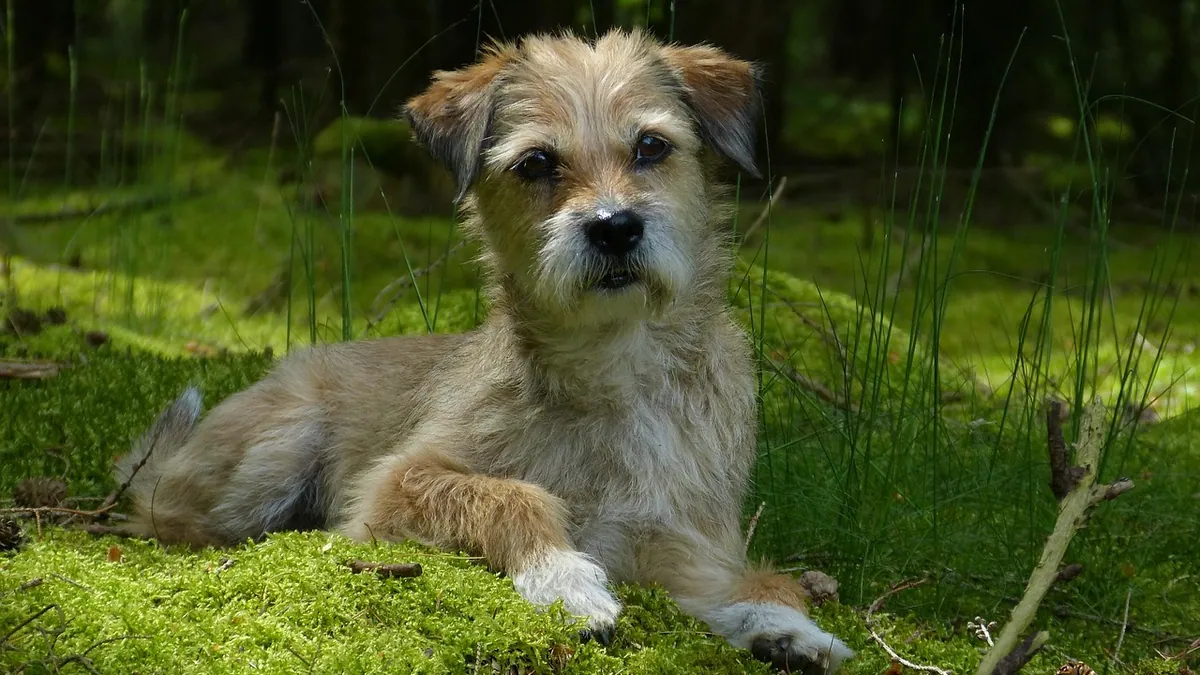 How Do Dogs Get Coccidia? Causes and Risk Factors