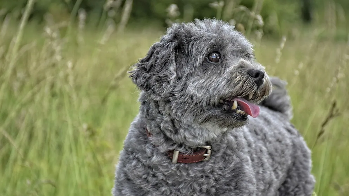 How Do Dogs Get Fleas? Causes and Prevention