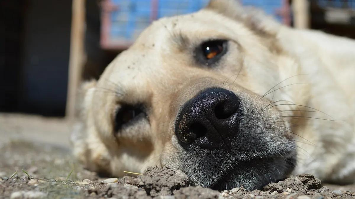 How Do Dogs Get Whipworms and Hookworms?