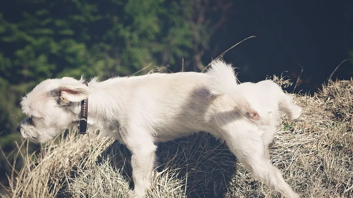 How Do Dogs Mark Their Territory? Causes and Fixes
