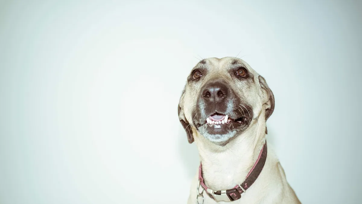 How Dogs Recognize Their Owners and Other Dogs