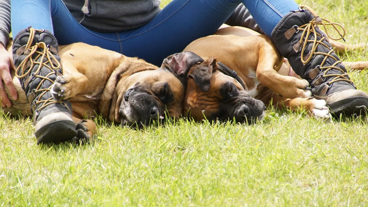 How Do Dogs Show Affection? Real Signs of Love