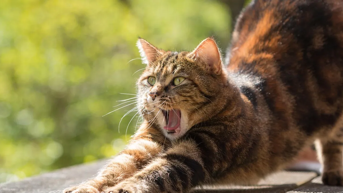 How Far and High Can a Cat Jump? Facts and Safety
