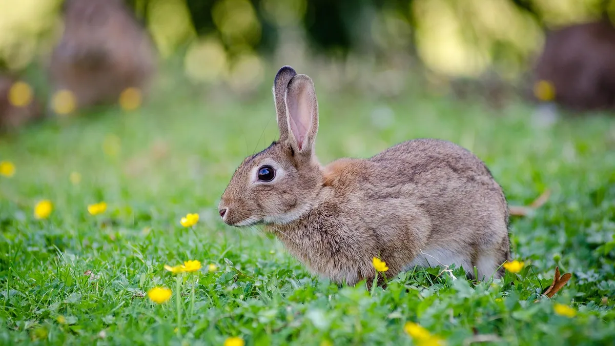 How High and Far Can Rabbits Jump? Facts for Owners
