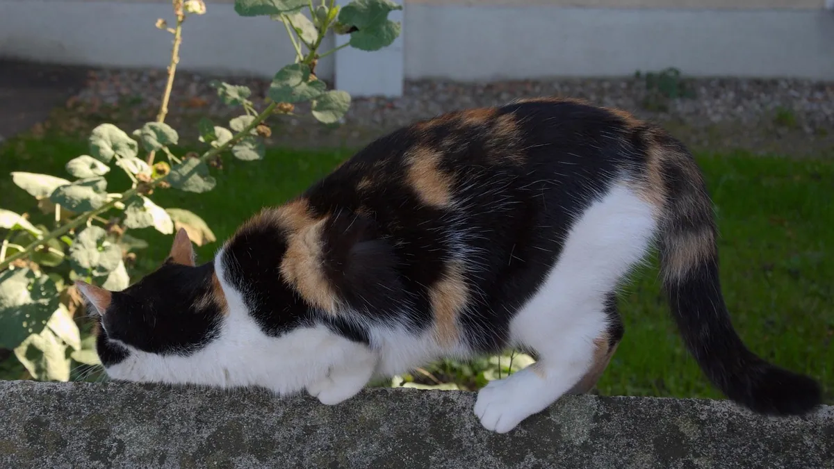 How Long Are Cats in Heat? Duration and Cycle Explained