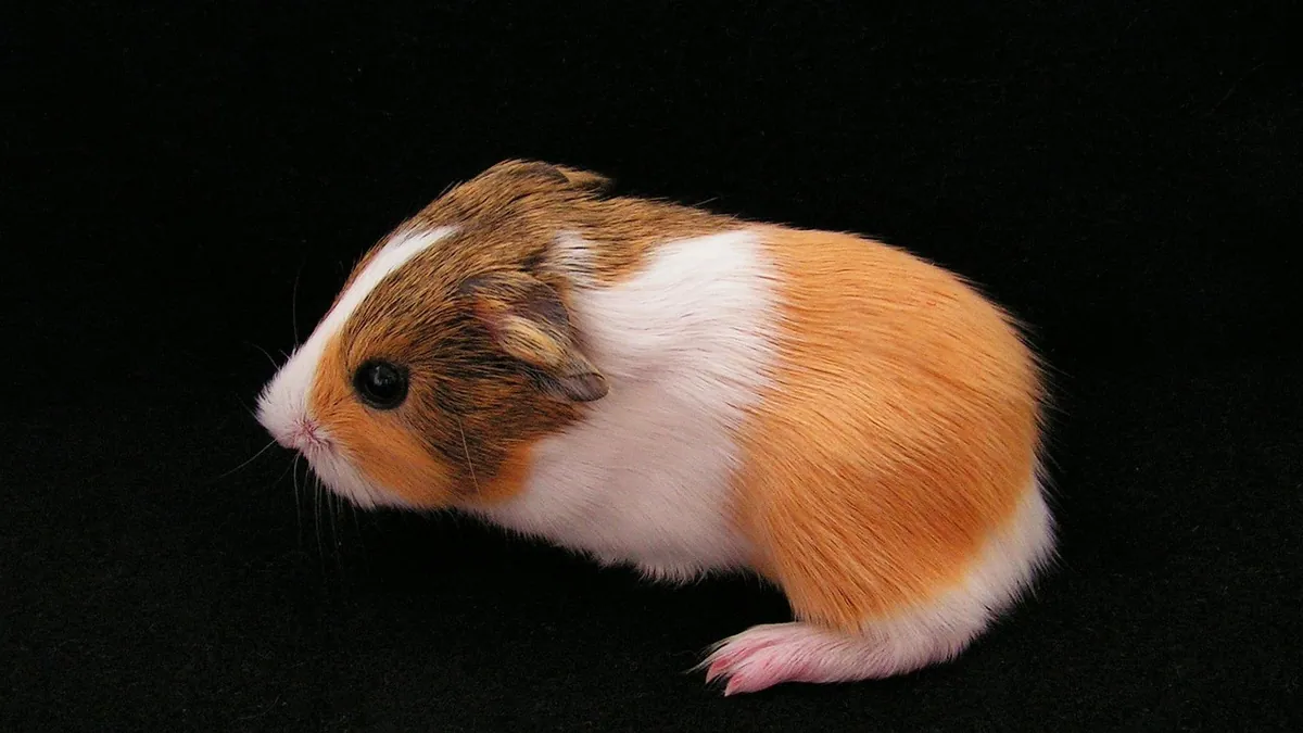 How Long Are Guinea Pigs Pregnant? Timeline