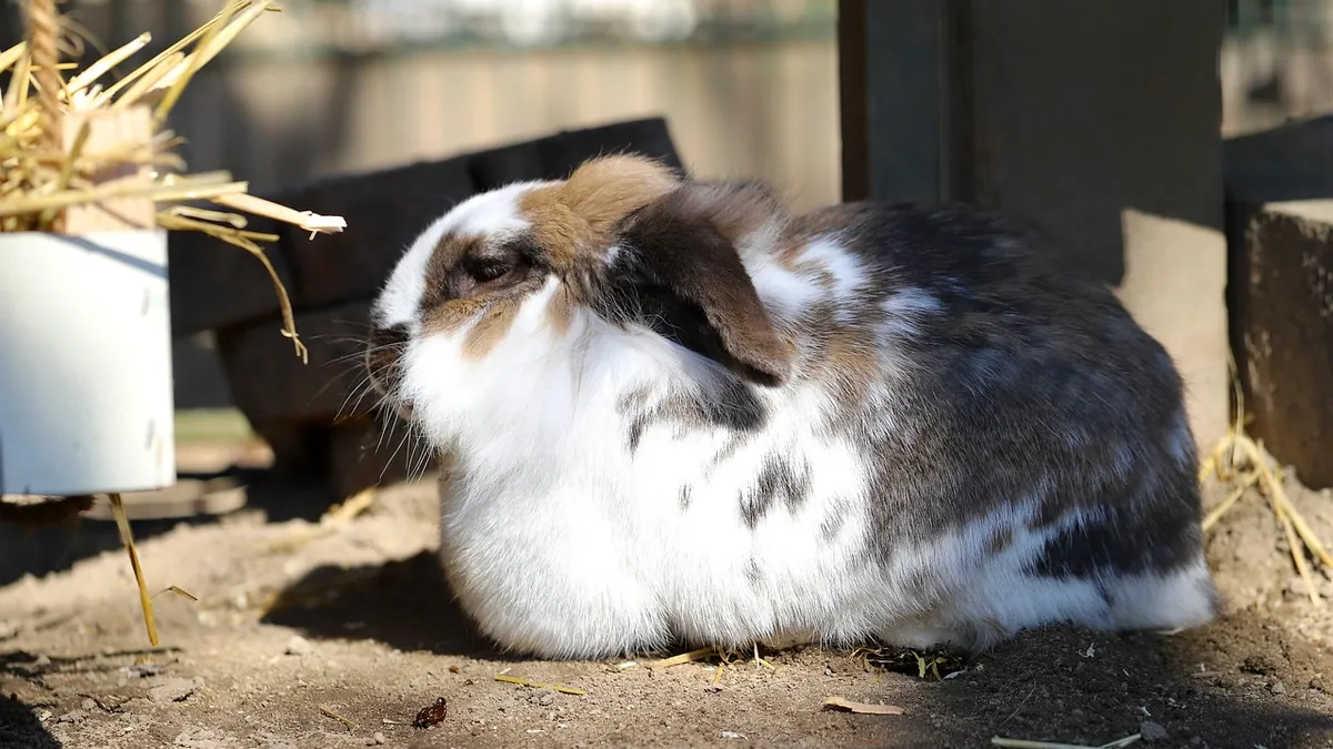 How Long Are Rabbits Pregnant? Gestation Timeline