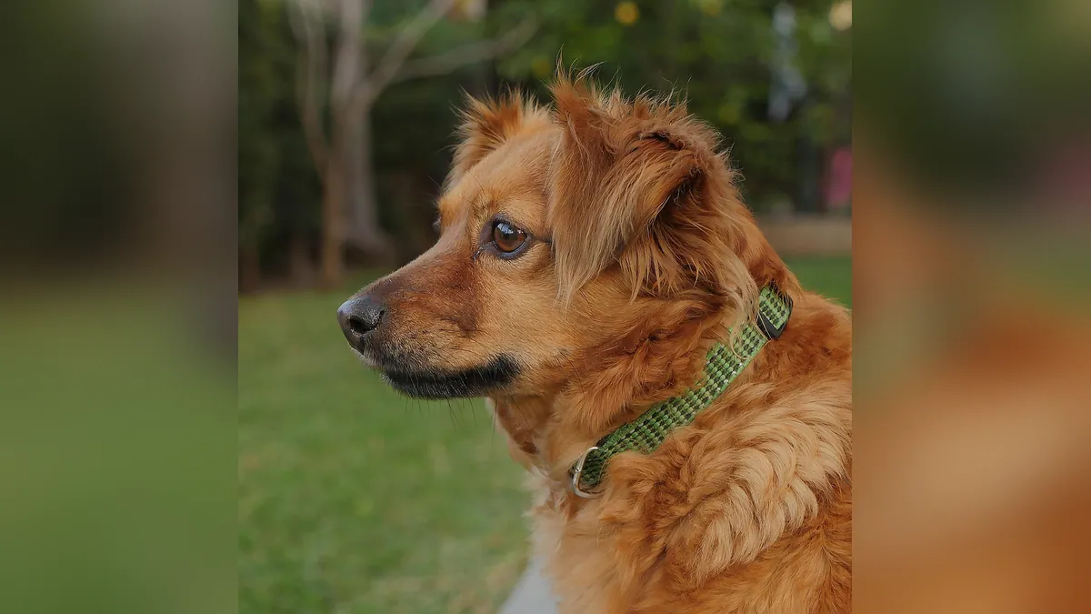 How Long Can a Dog Remember? Memory Explained