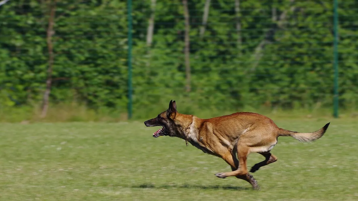 How Long Can a Dog Run Without Stopping?