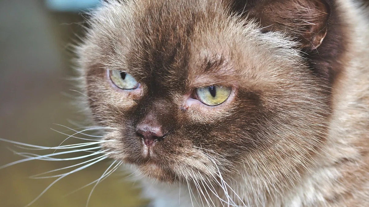 How Long Can a Cat Abscess Heal Untreated? Risks