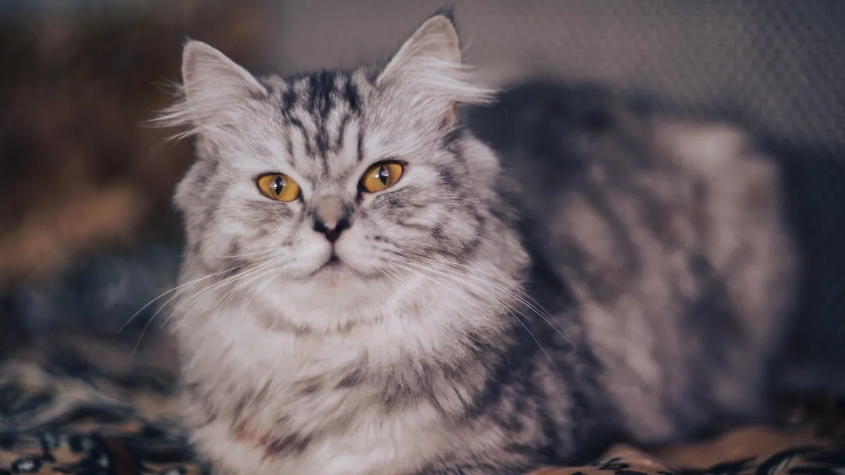 How Long Can a Cat Be on Atopica? Duration Guide