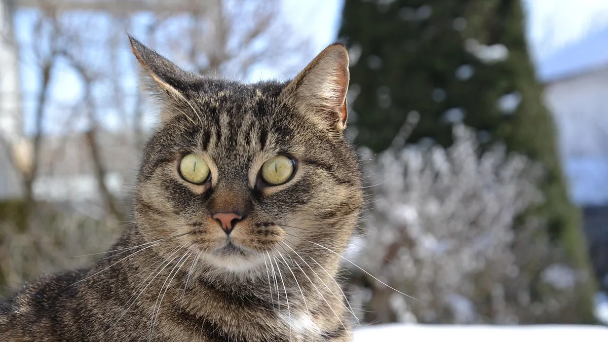 How Long Can a Cat Cold Last? Feline URI Duration