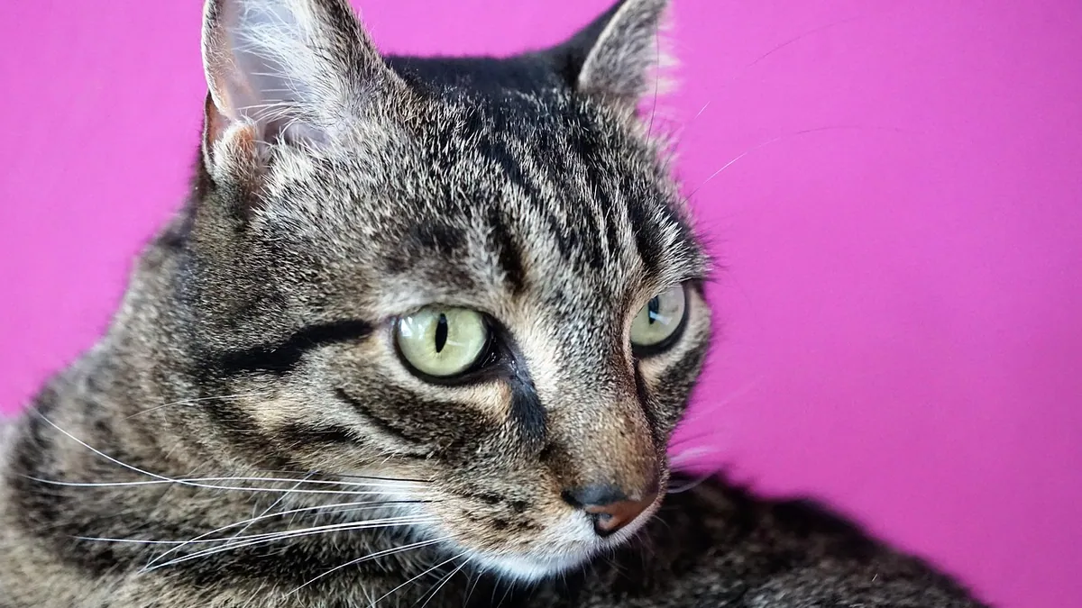 How Long Can a Cat Live With Jaundice? Survival and Outlook