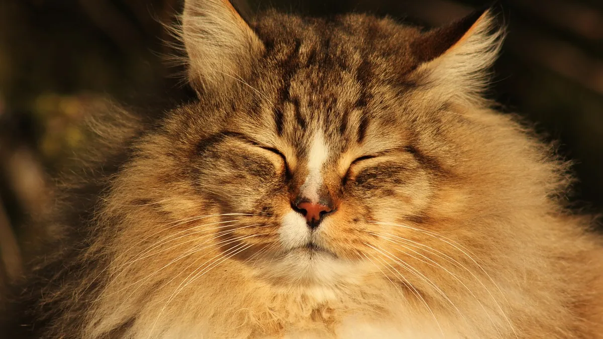How Long Can a Cat Purr? Duration and Meaning