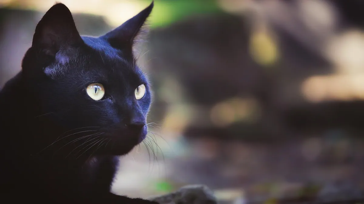 How Long Can a Cat Remember? Feline Memory Facts