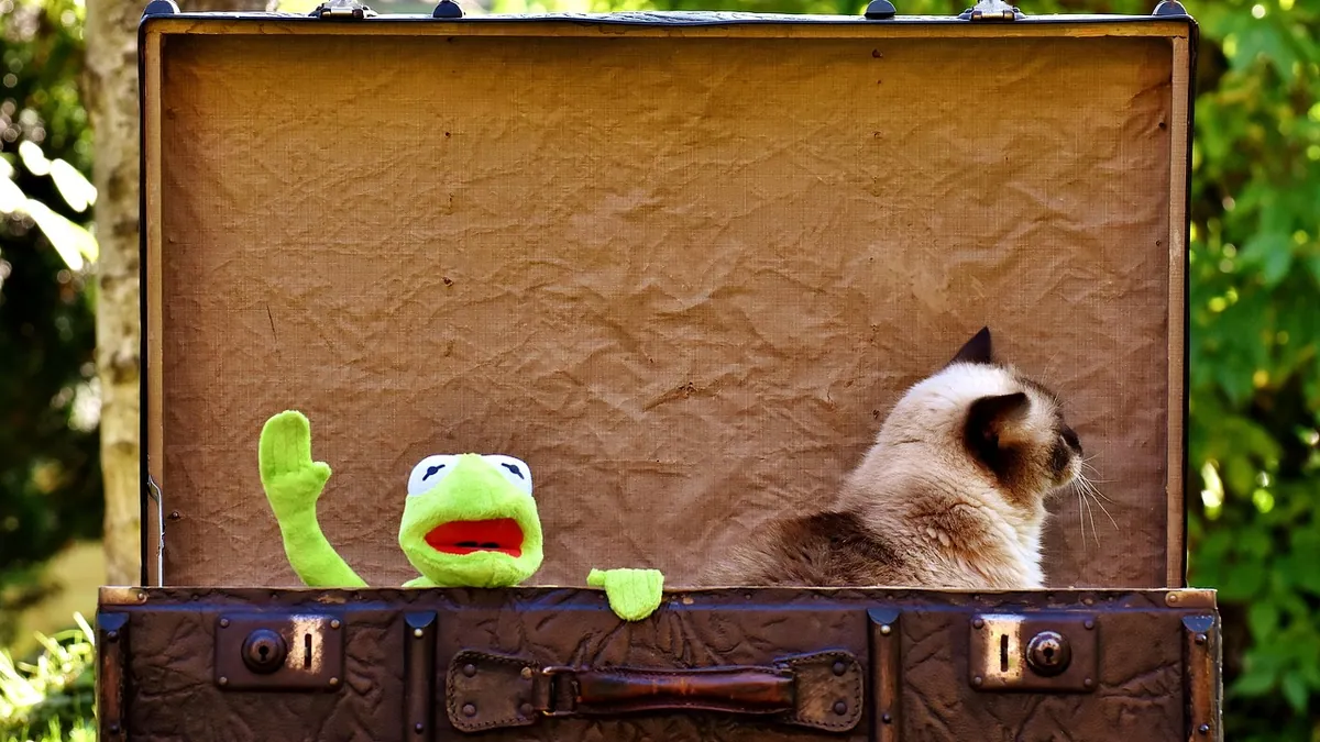 How Long Can a Cat Stay in a Crate? Safety Tips
