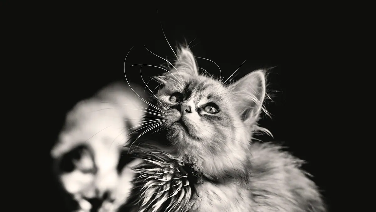 How Long Can a Cat Take Azithromycin or Antibiotics?