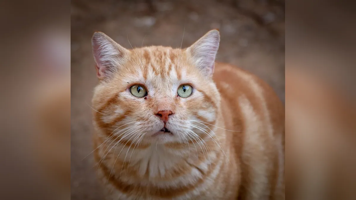 How Long Can a Cat Take Mirataz? Duration and Safety