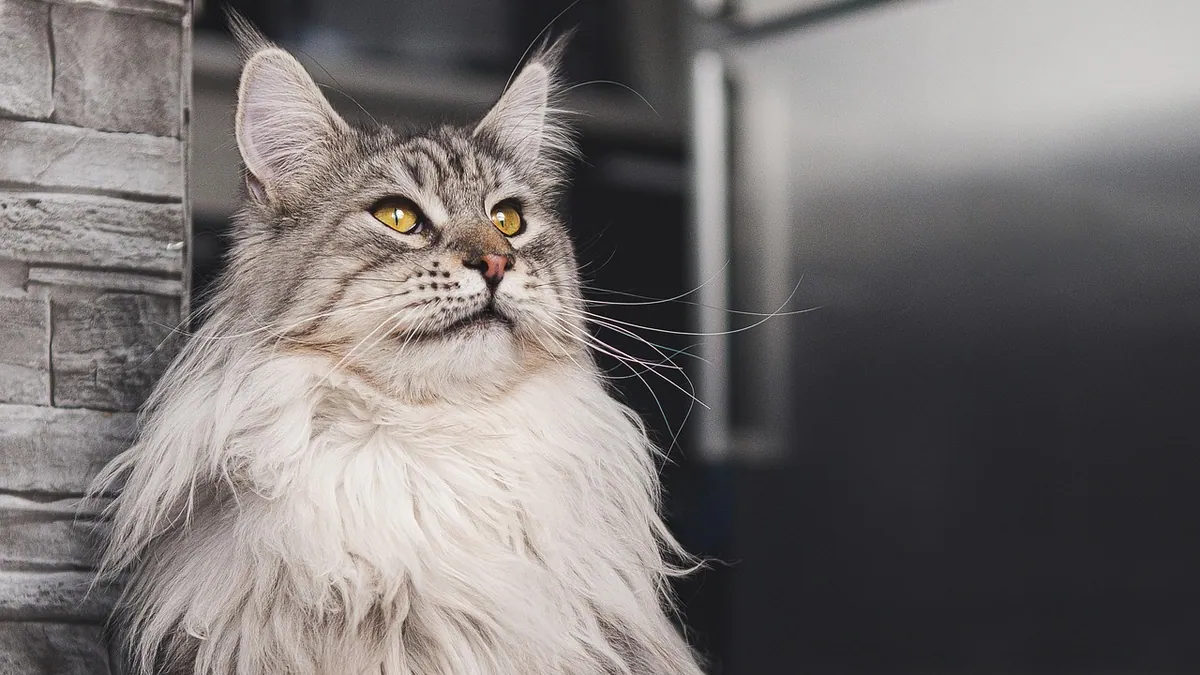 How Long Can a Cat Stay on Prednisolone? Long-Term Risks