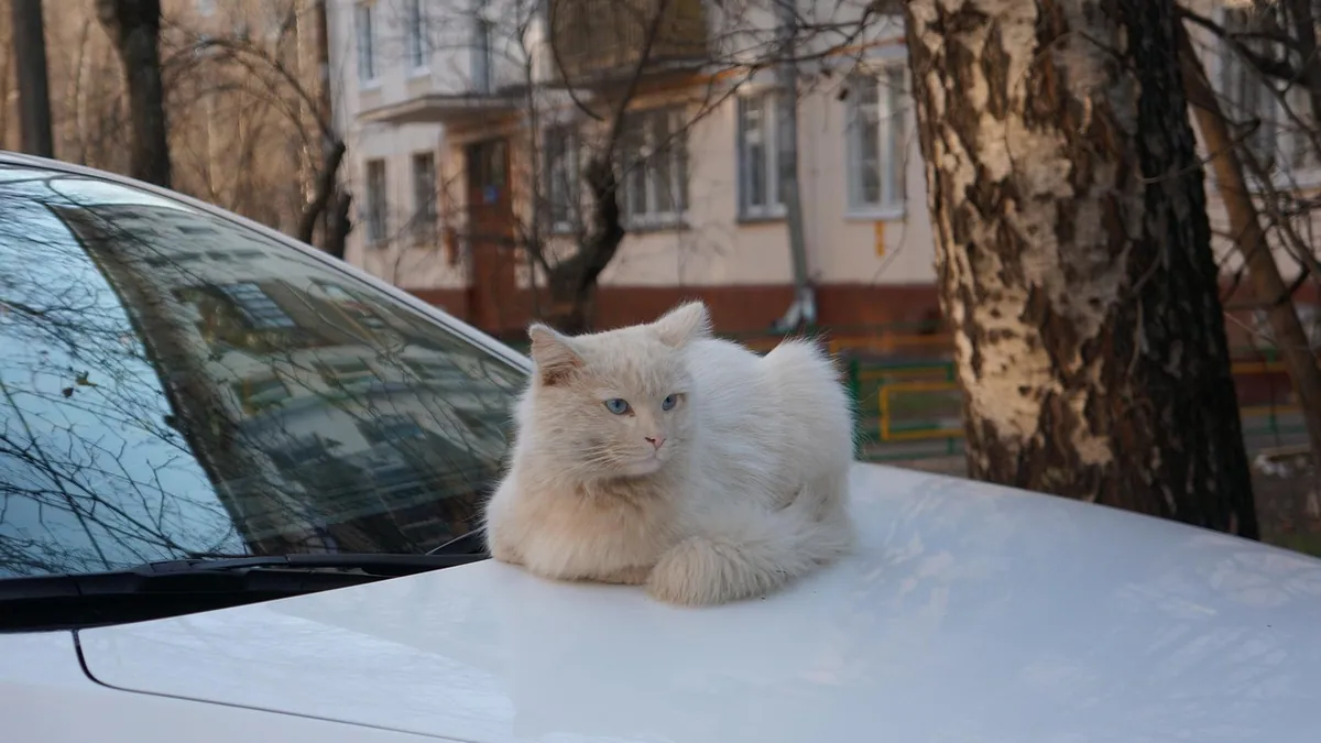 How Long Can a Cat Stay in a Carrier or Car?