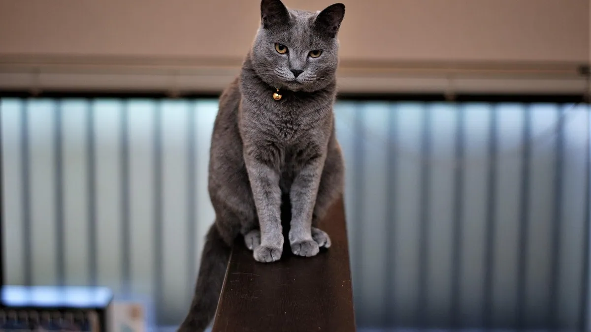 How Long Can a Cat Stay on Steroids? Duration and Risks