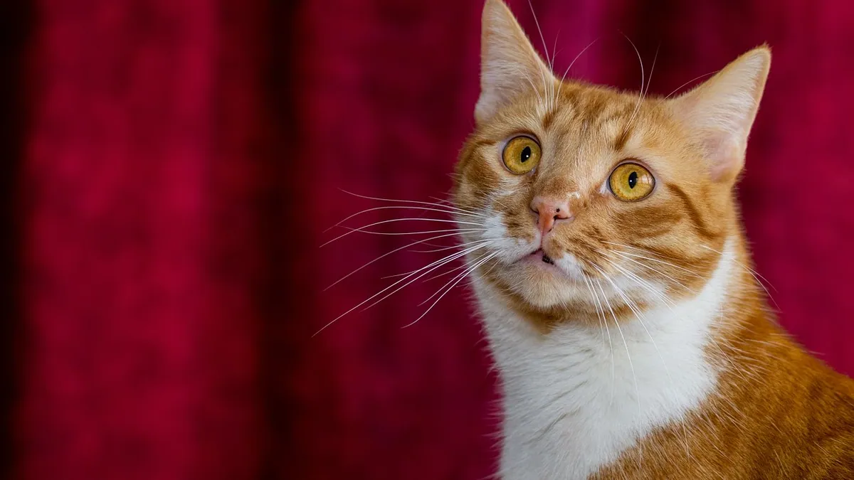 How Long Can a Cat Take Onsior? Safe Duration Explained