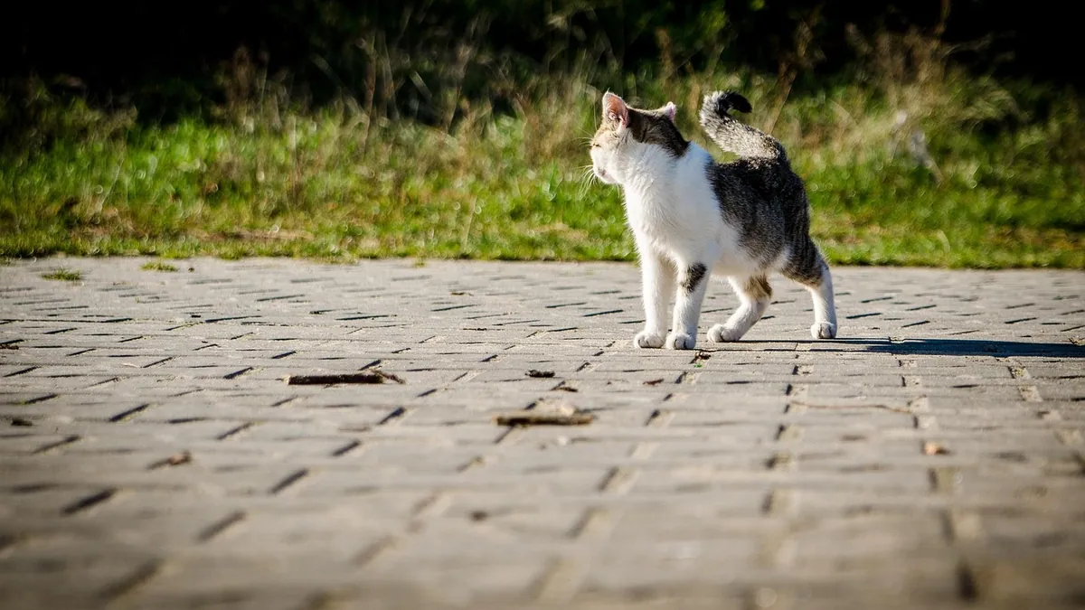 How Long Can a Cat UTI Last? Untreated Risks and Timeline