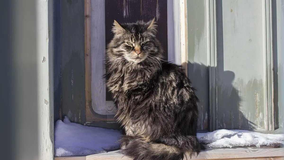 How Long Does a Cat Virus or Cat Flu Last? Recovery Timeline