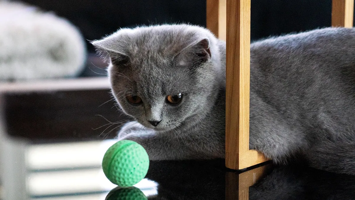 How Long Do Cat X-Rays Take? Timing, Sedation, and Results