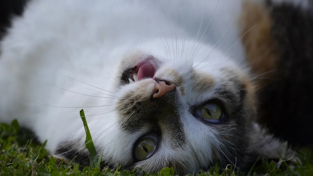 How Long Do Cat Zoomies Last? Normal vs Too Much