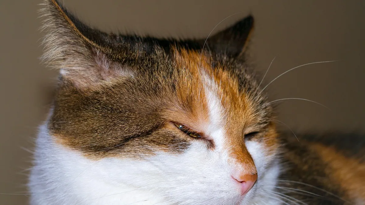 How Long Does Cerenia Last in Cats?