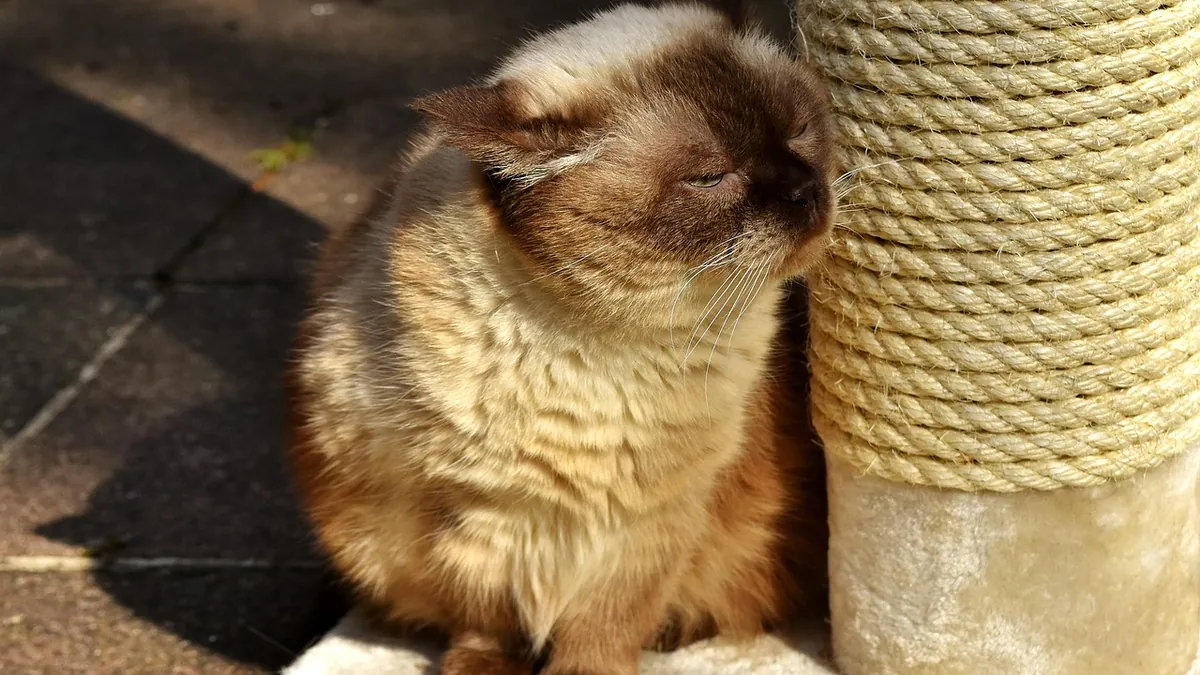 How Long Do Cat Allergic Reactions Last? Duration