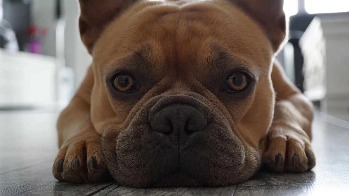 How Long Do Hives Last on Dogs?