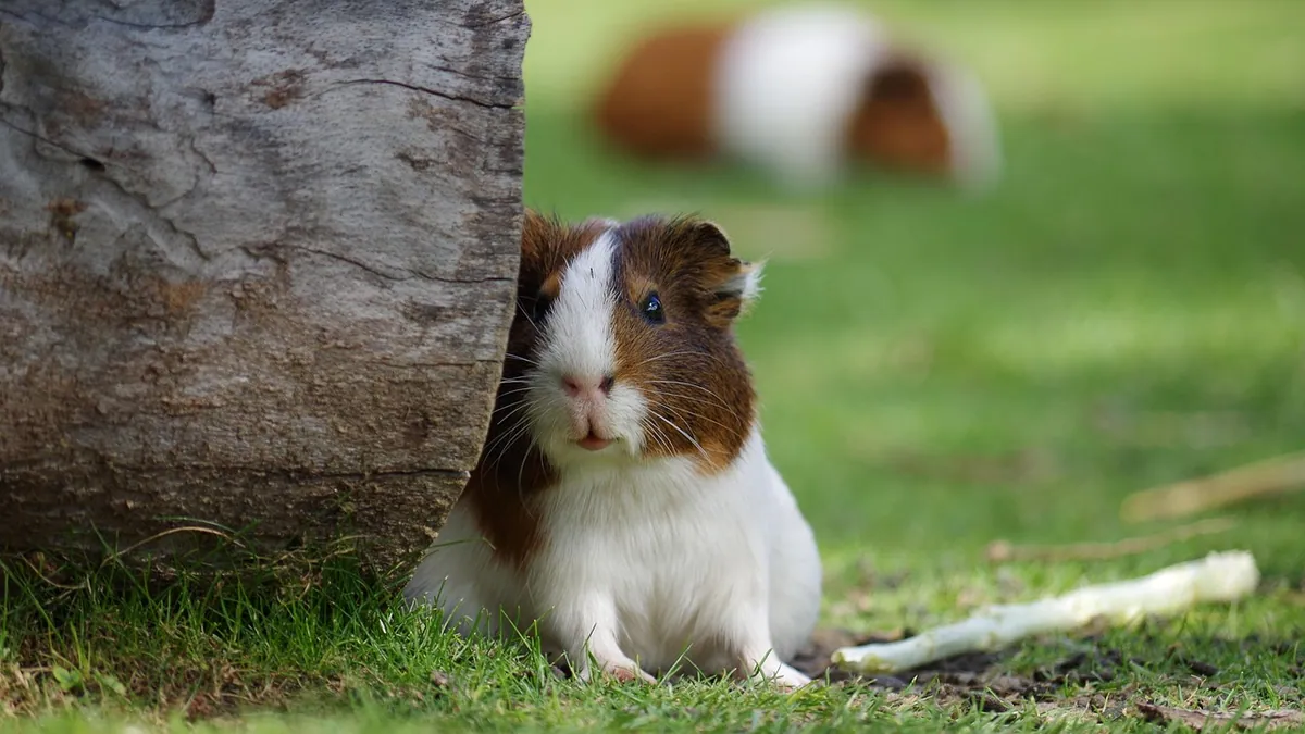 How Long Do Guinea Pigs Grieve? Signs and Support