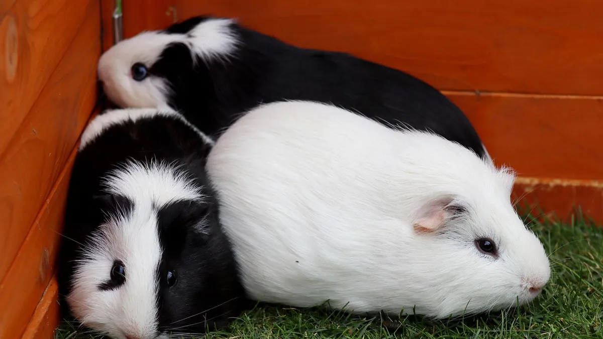 How Long Do Guinea Pigs Sleep? Daily Sleep Needs