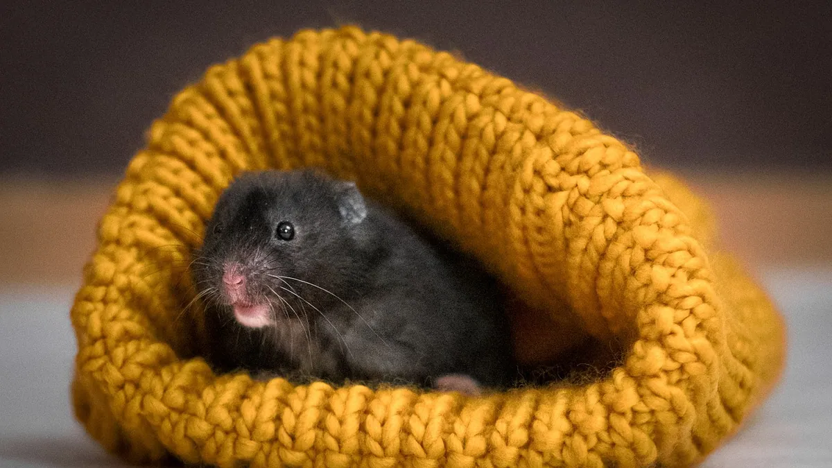 How Long Do Hamsters Sleep? Normal Patterns by Species