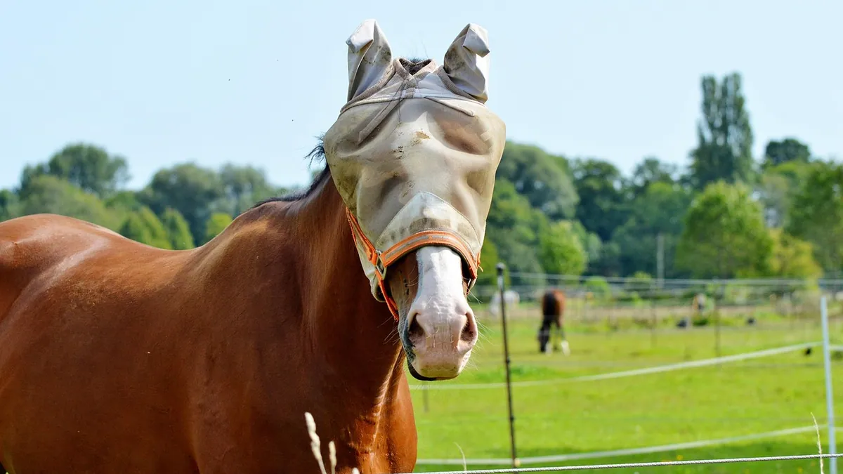 How Long Do Horse Flies Live? Fly Control for Horses