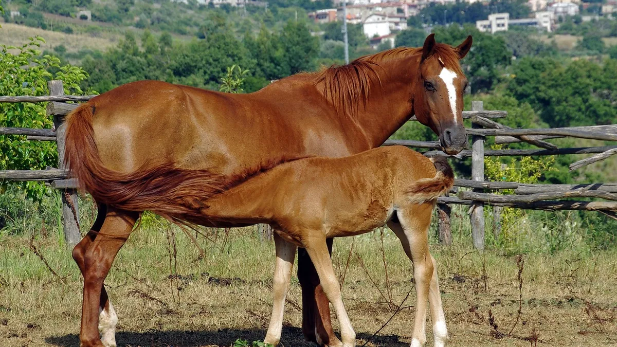How Long Do Horses Nurse? Foal Feeding Timeline
