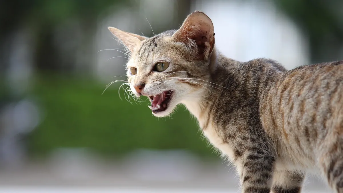 How Long Do Kittens Cry? Normal Crying vs a Problem
