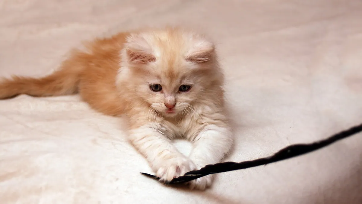 How Long Do Kittens Play? Playtime and Rest Needs