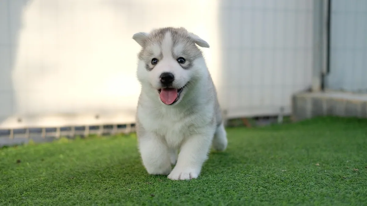 How Long Do Puppies Act Crazy?